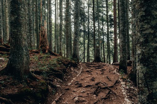 A Trail Between Trees in the Forest