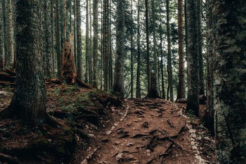 Free Discover the serene beauty of a forest trail in Žabljak, Montenegro, ideal for nature enthusiasts. Stock Photo