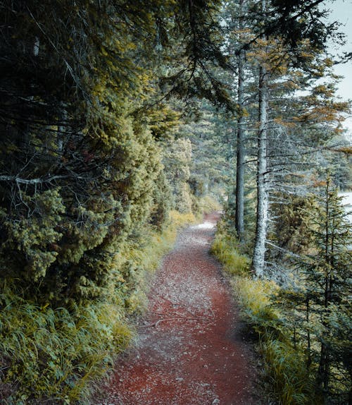 Foto d'estoc gratuïta de arbres, baguls, bosc