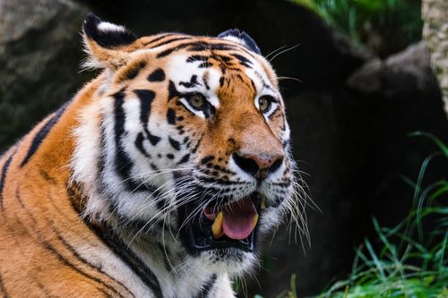 Free Detailed close-up of a majestic tiger showcasing its stunning features in a lush natural environment. Stock Photo