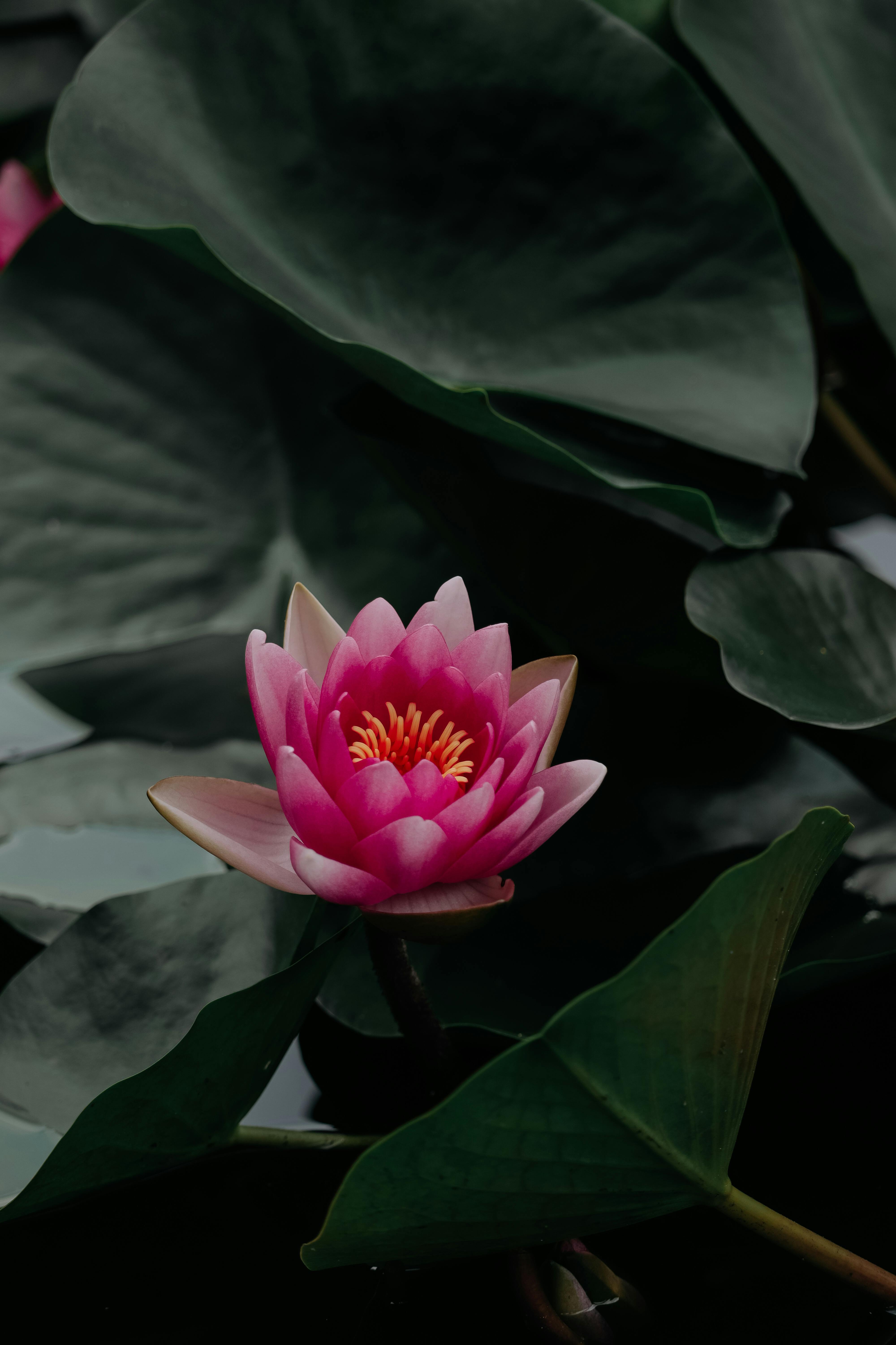 A vivid pink water lily blossoms amidst lush green leaves on a serene pond.