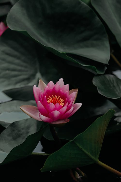 Free Pink Water Lily  Stock Photo