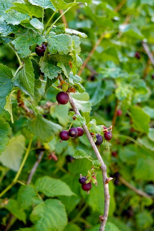 Free Vibrant red berries on a lush green branch, showcasing nature's bounty in summer. Stock Photo