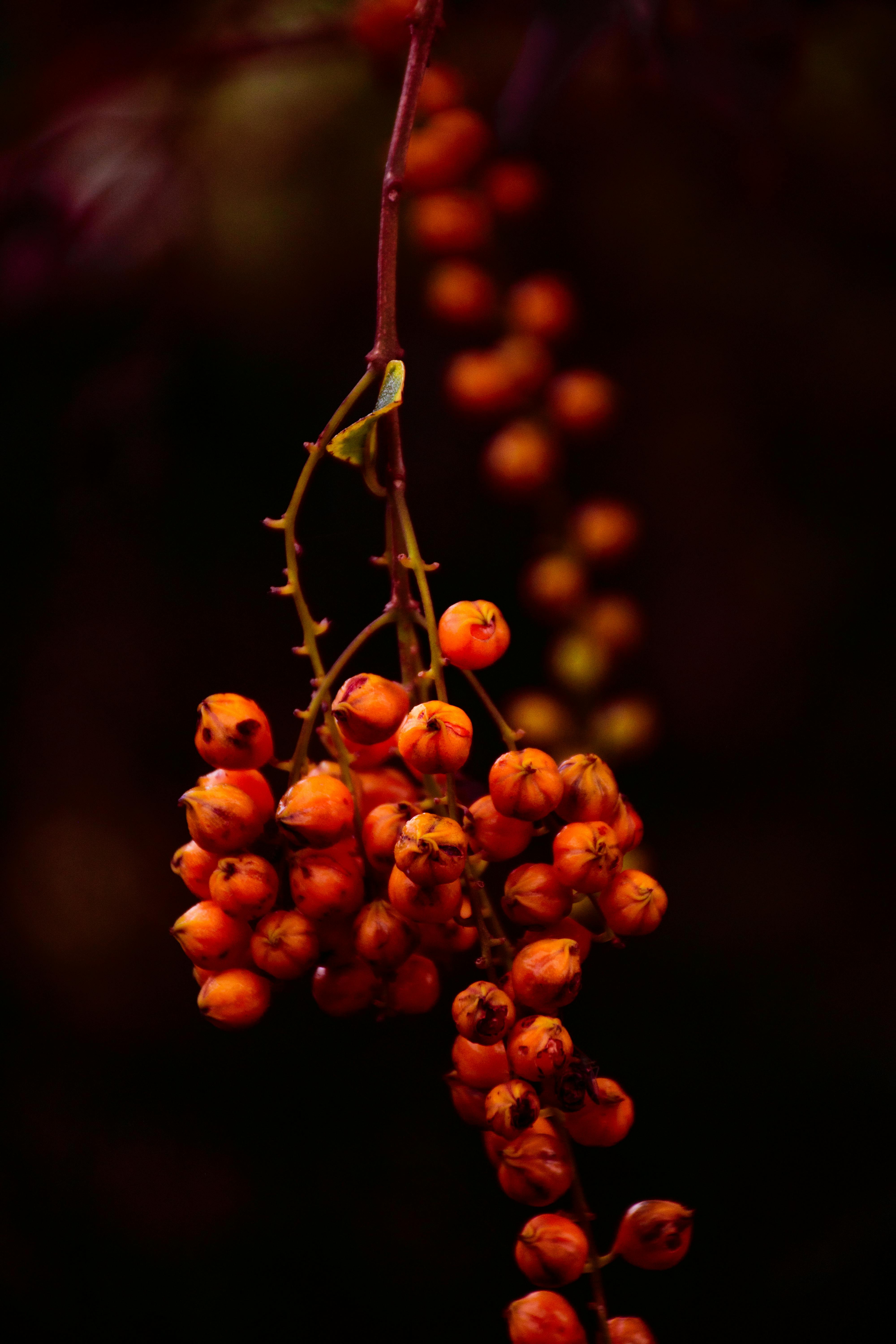 Free stock photo of africa, Berries in Africa, Many yellow berries
