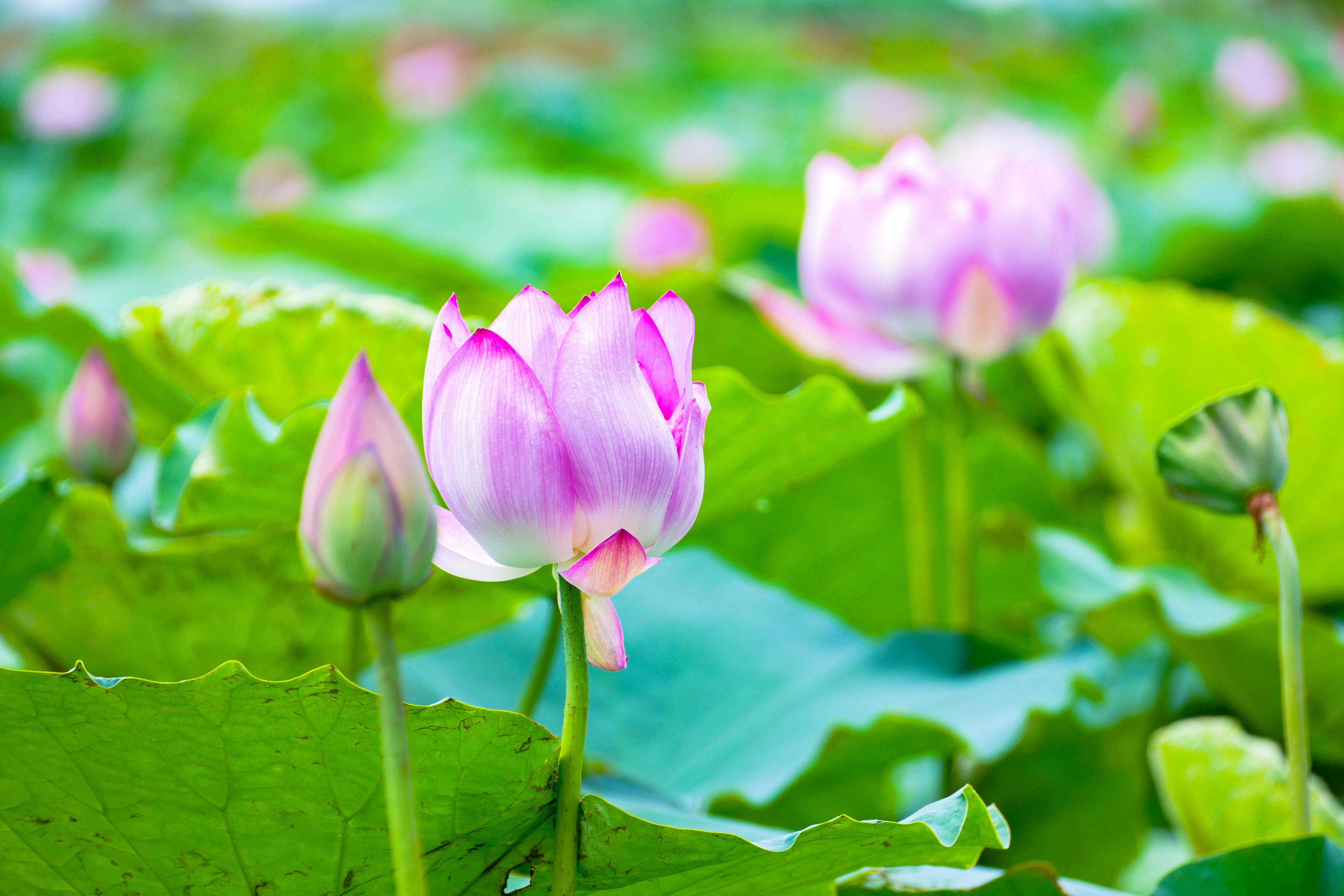 Hoa sen (Lotus flower): Những nhánh sen mềm mại và đầy màu sắc sẽ mang lại cho bạn sự thư giãn và cảm giác an yên. Hãy để tâm hồn được nghỉ ngơi với hình ảnh hoa sen đầy sức sống này.