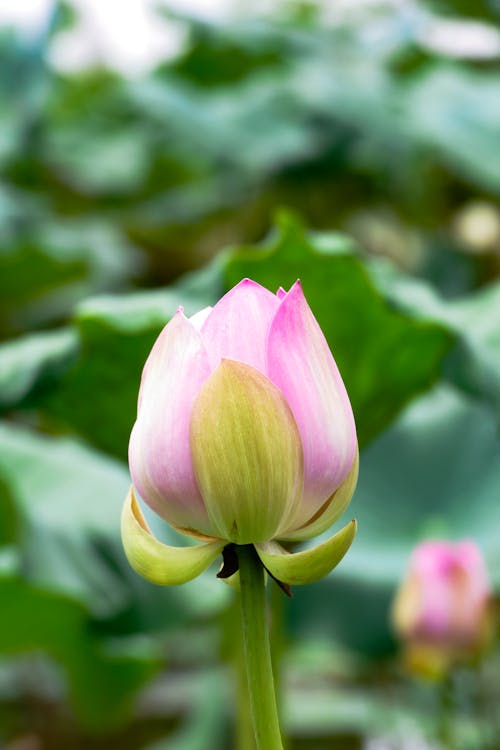 Imagine de stoc gratuită din "lotus indian", a închide, floare roz