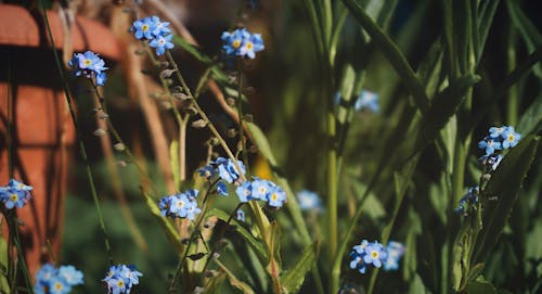 A Blue Flowers in Full Bloom