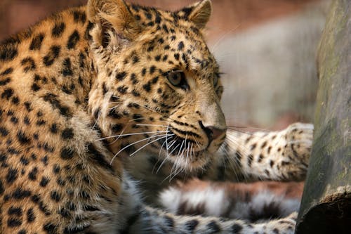 Leopard in Close Up Photography