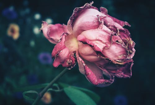 Wilted Pink Rose in Close Up Photography