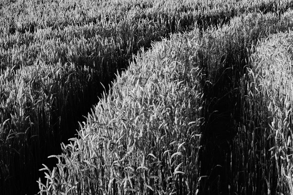 Kostenlos Graustufen Maisfelder Während Des Tages Stock-Foto