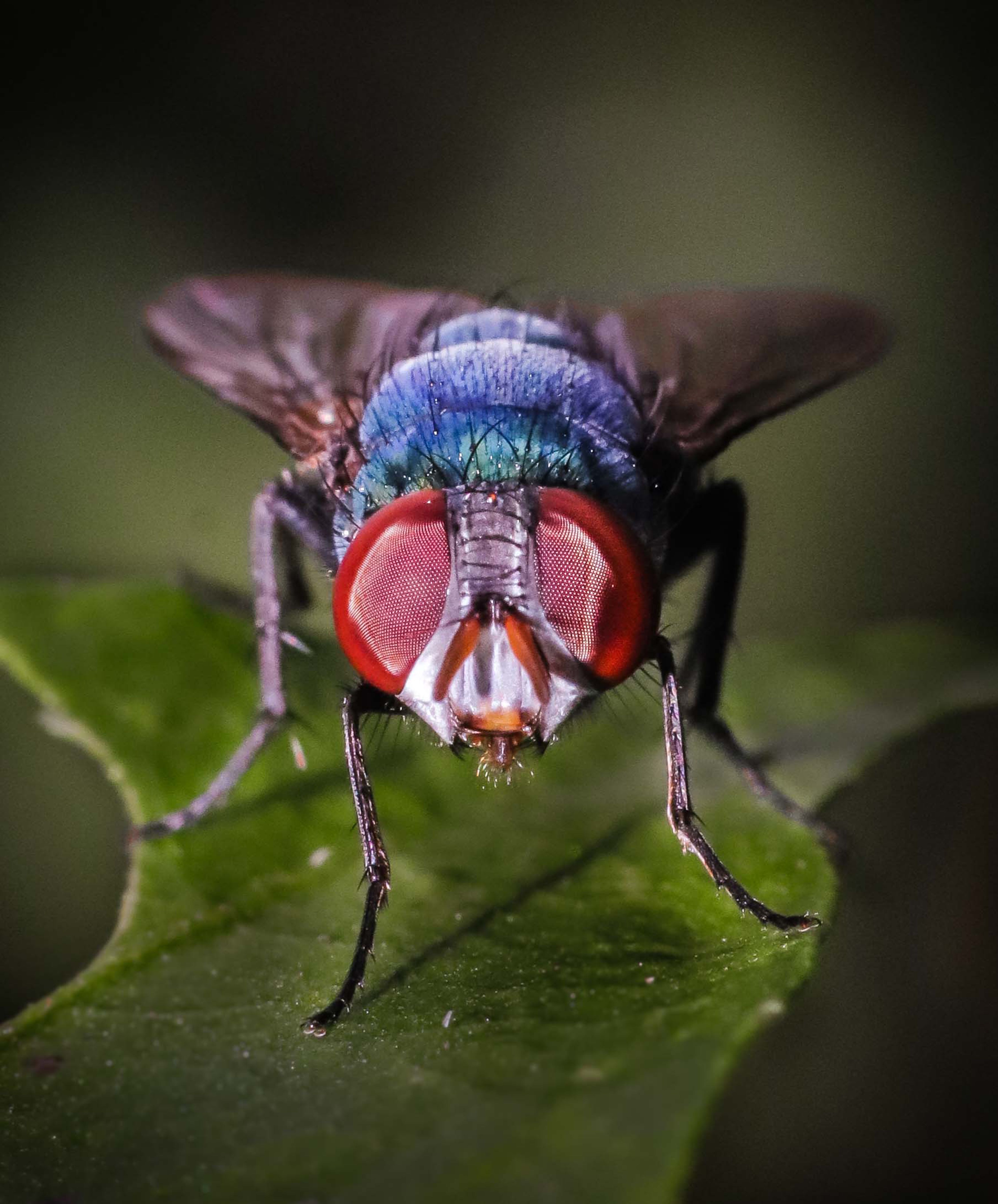 close-up-shot-of-a-housefly-on-green-leaf-free-stock-photo