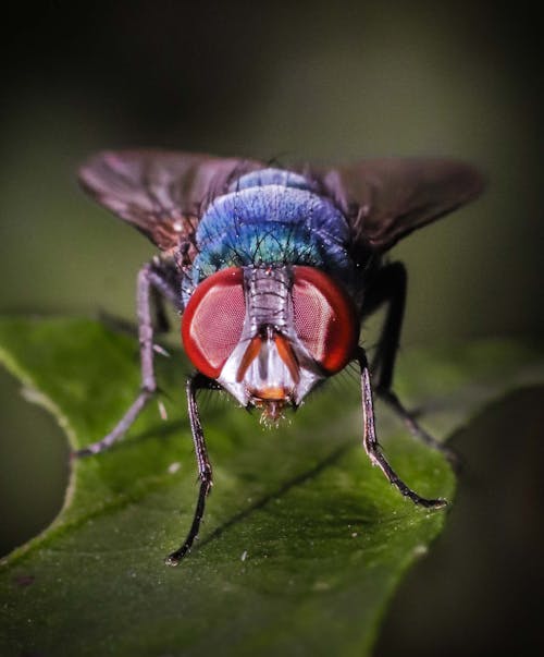 イエバエ, 昆虫, 昆虫の写真の無料の写真素材