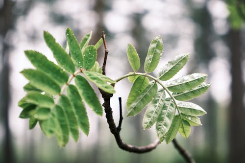 Wet Green Leaves on Branch
