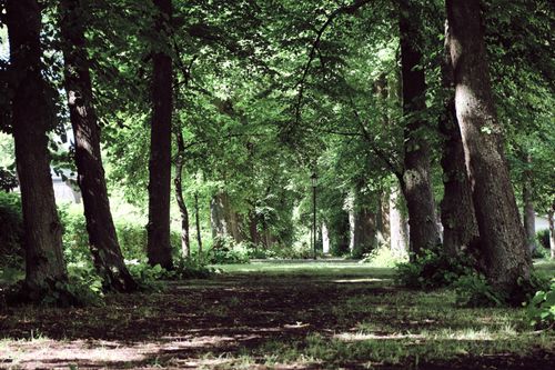 Free Discover a serene forest path surrounded by lush green trees and tranquil scenery. Stock Photo