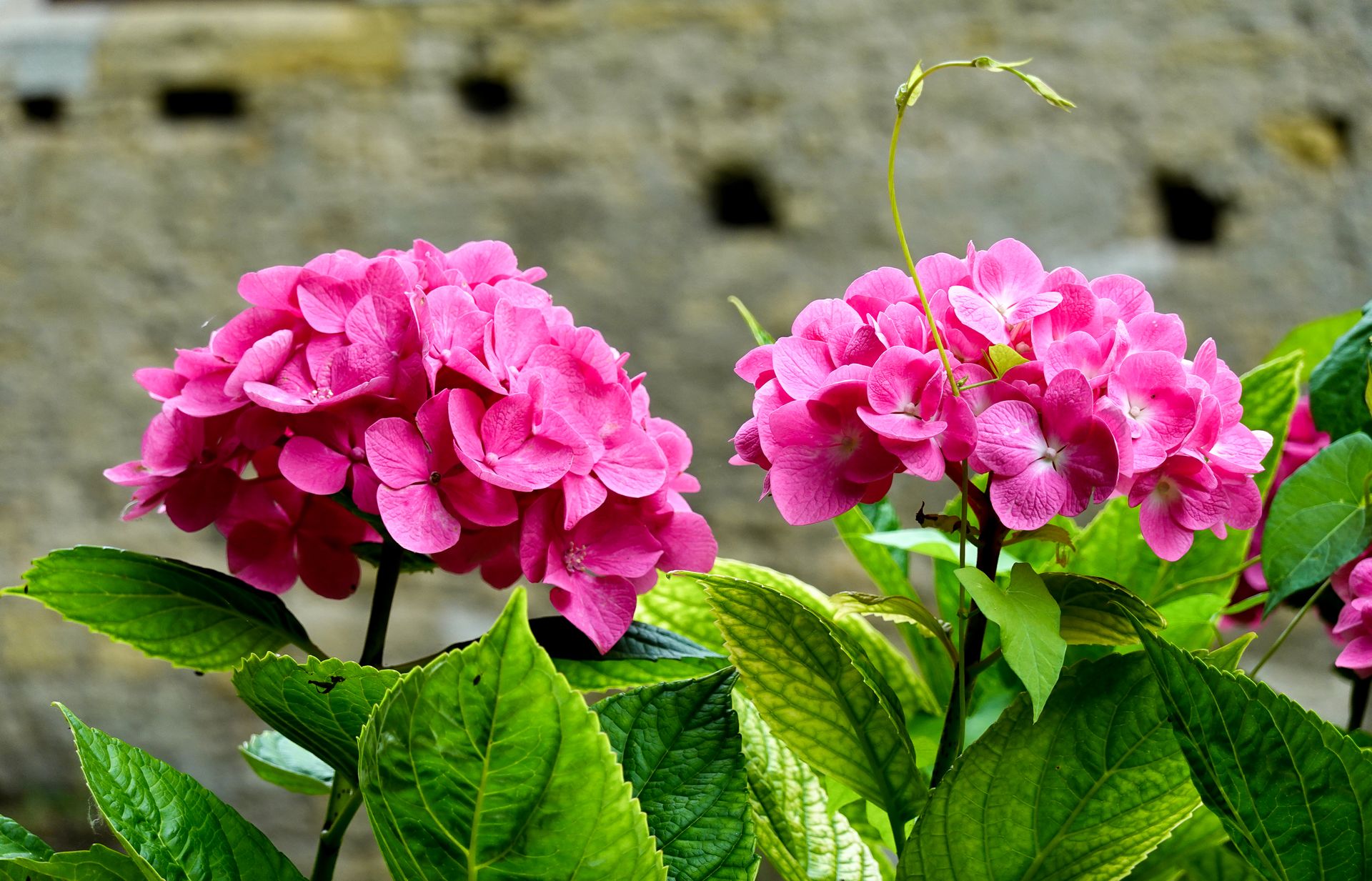 Close-up of bright pink hydrangea flowers with lush green leaves, perfect for garden lovers.
