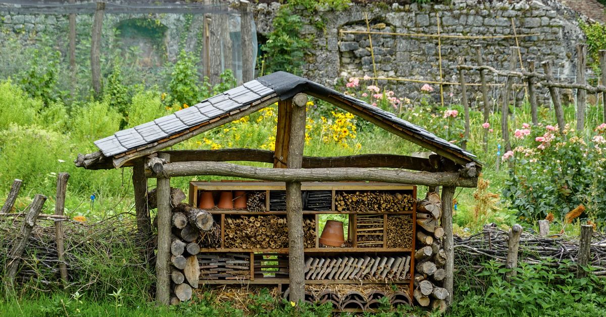 Proper Insect Inclosure Shelter for Insects Β· Free Stock Photo