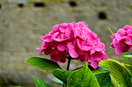 Kostnadsfri bild av blomning, delikat, hortensia