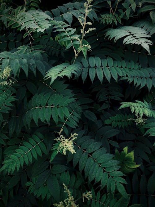 ボタニカル, 垂直ショット, 植物の無料の写真素材