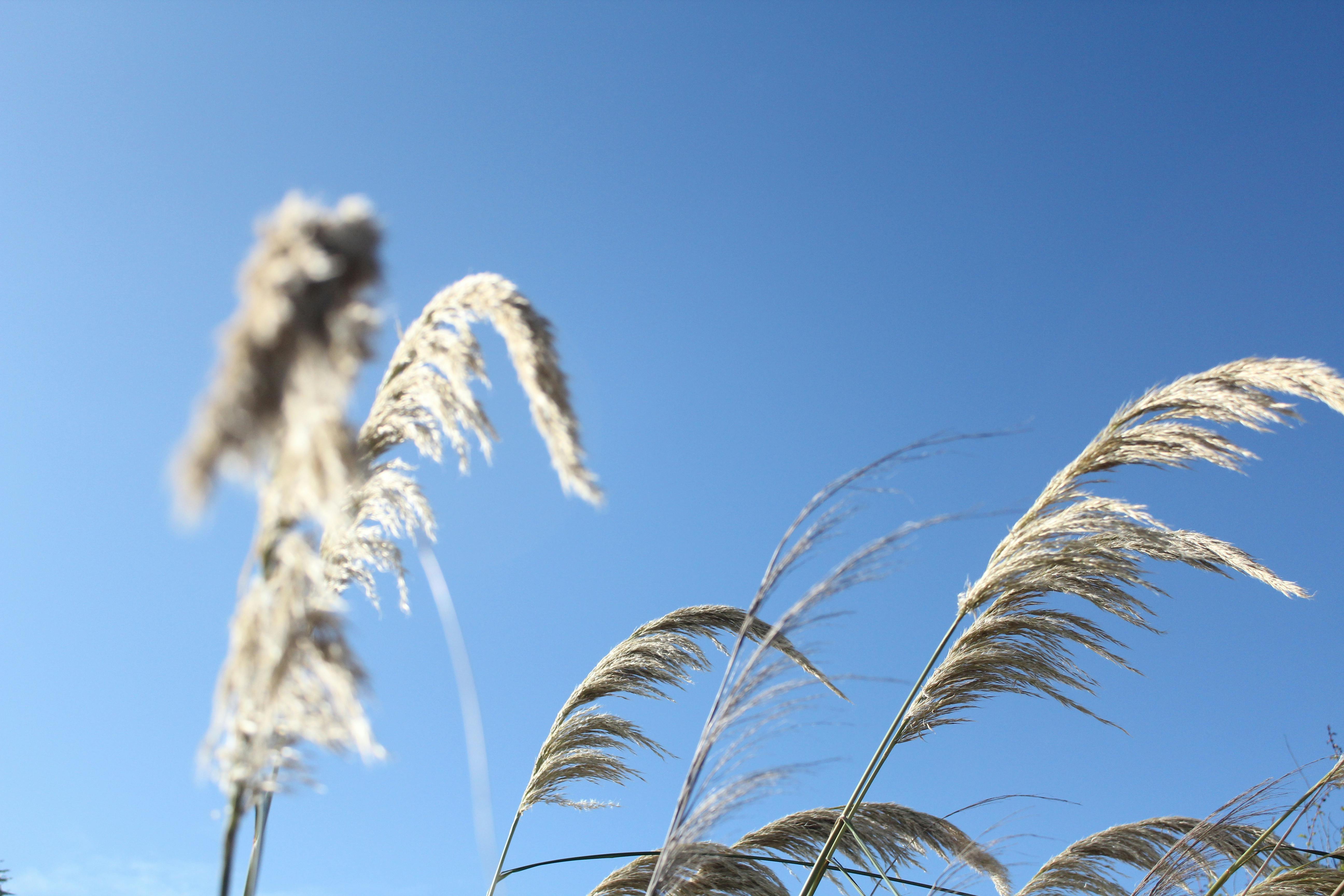 Free stock photo of hay, ireland, straw