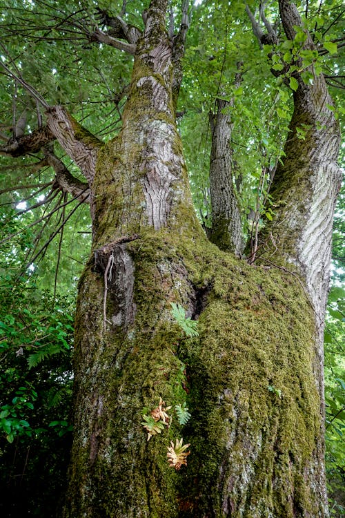 Immagine gratuita di albero marrone, corteccia di albero, foglie verdi