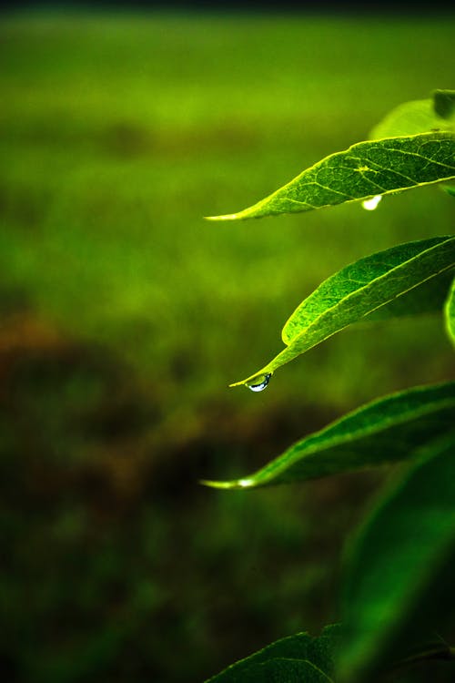 Free stock photo of africa, beautiful green leaves, dewdrop