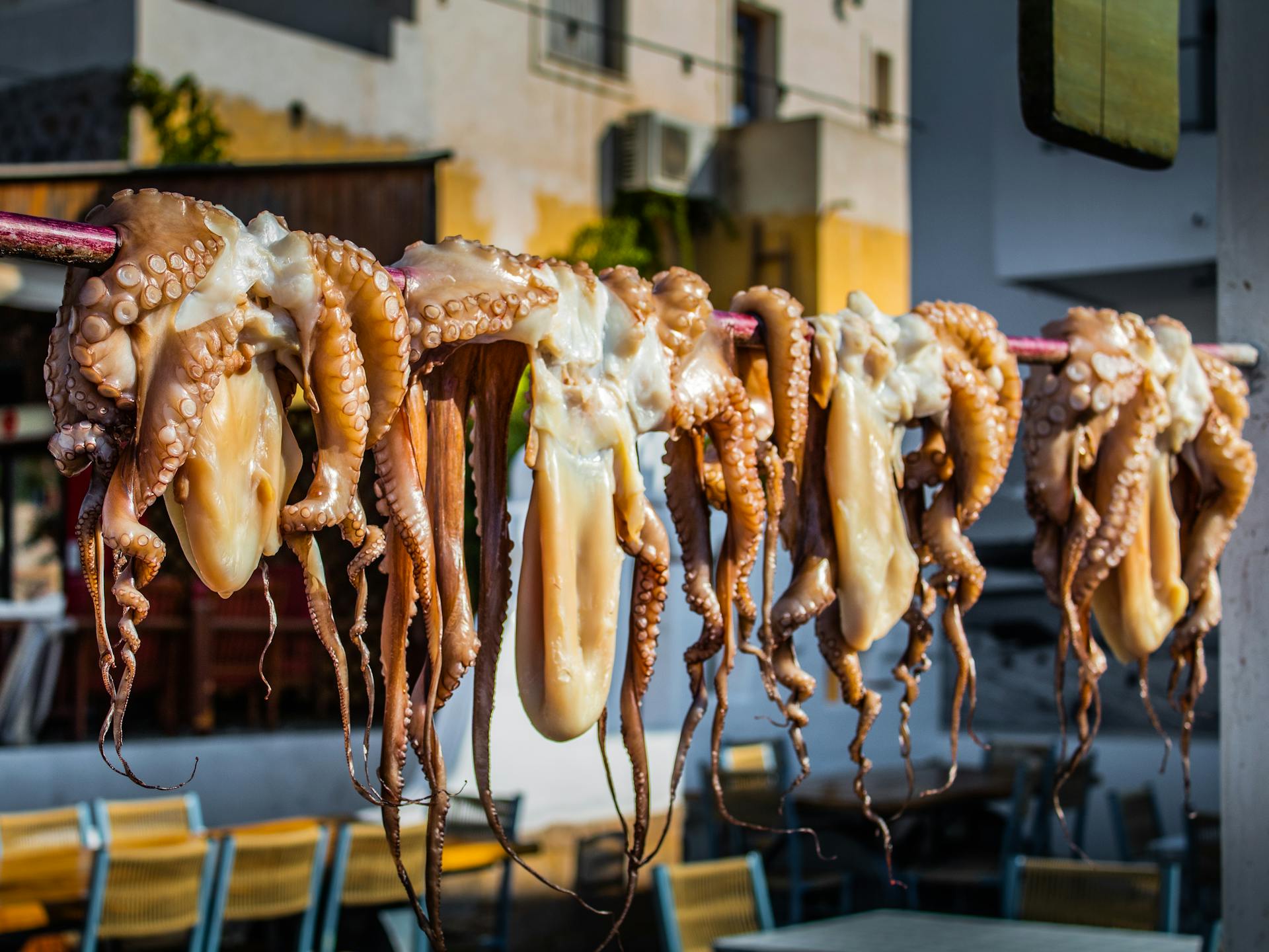 Traditional dried octopuses hanging in a Greek market in Megalochori under a sunny sky.