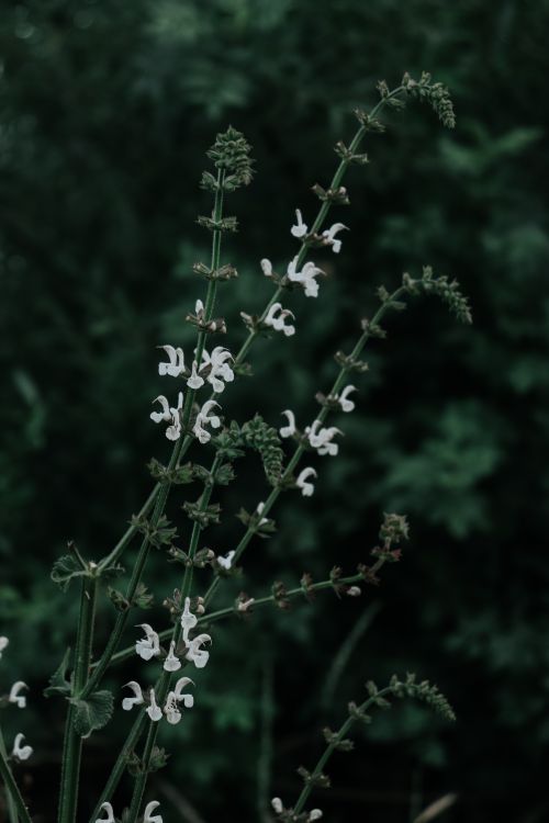 Free Delicate white flowers blooming on green stems in a natural setting. Stock Photo