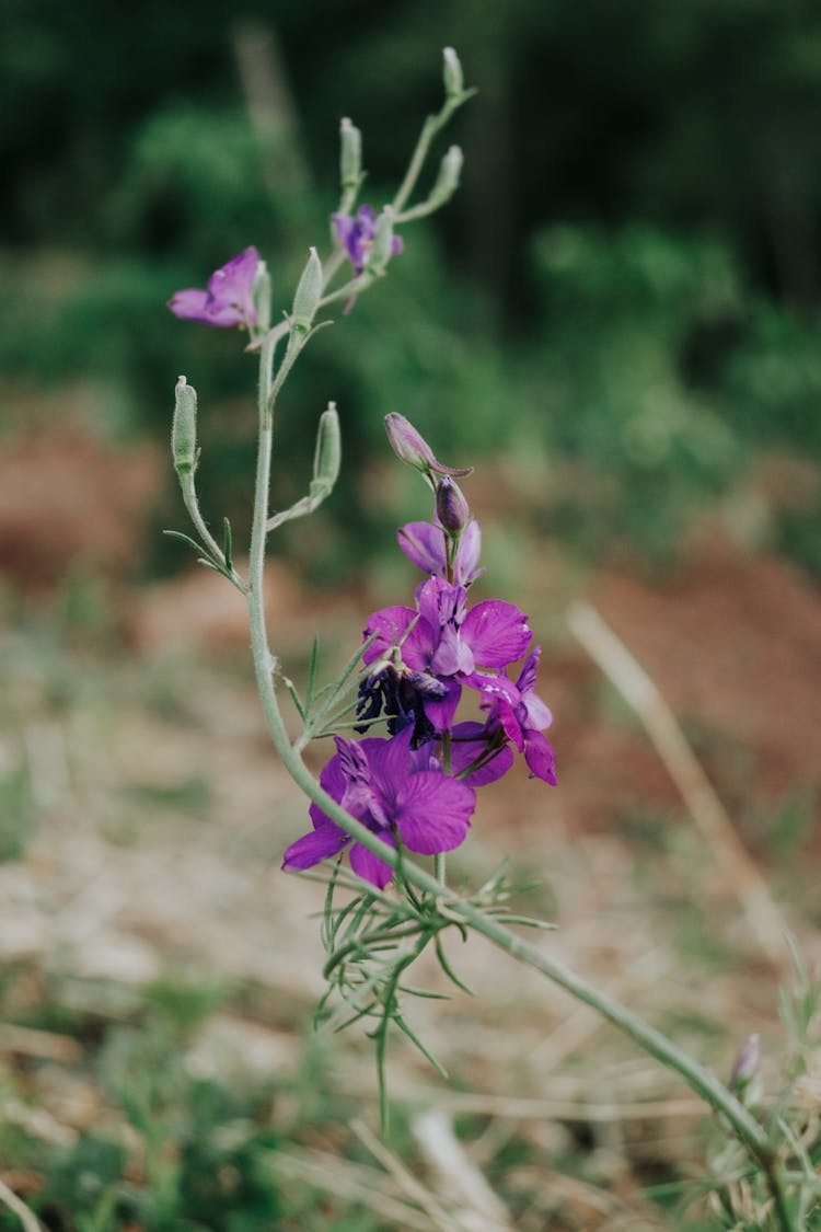 Purple Flowers Growing In Field