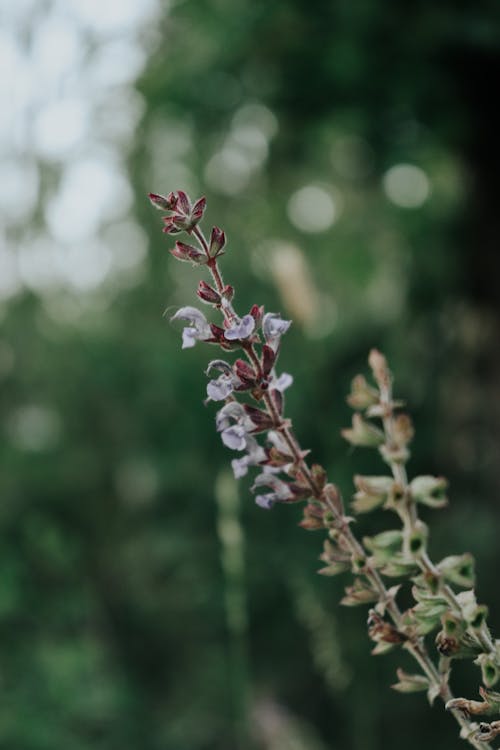 '小花', 垂直拍摄, 天性 的 免费素材图片