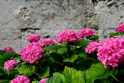 Pink Flowers With Green Leaves