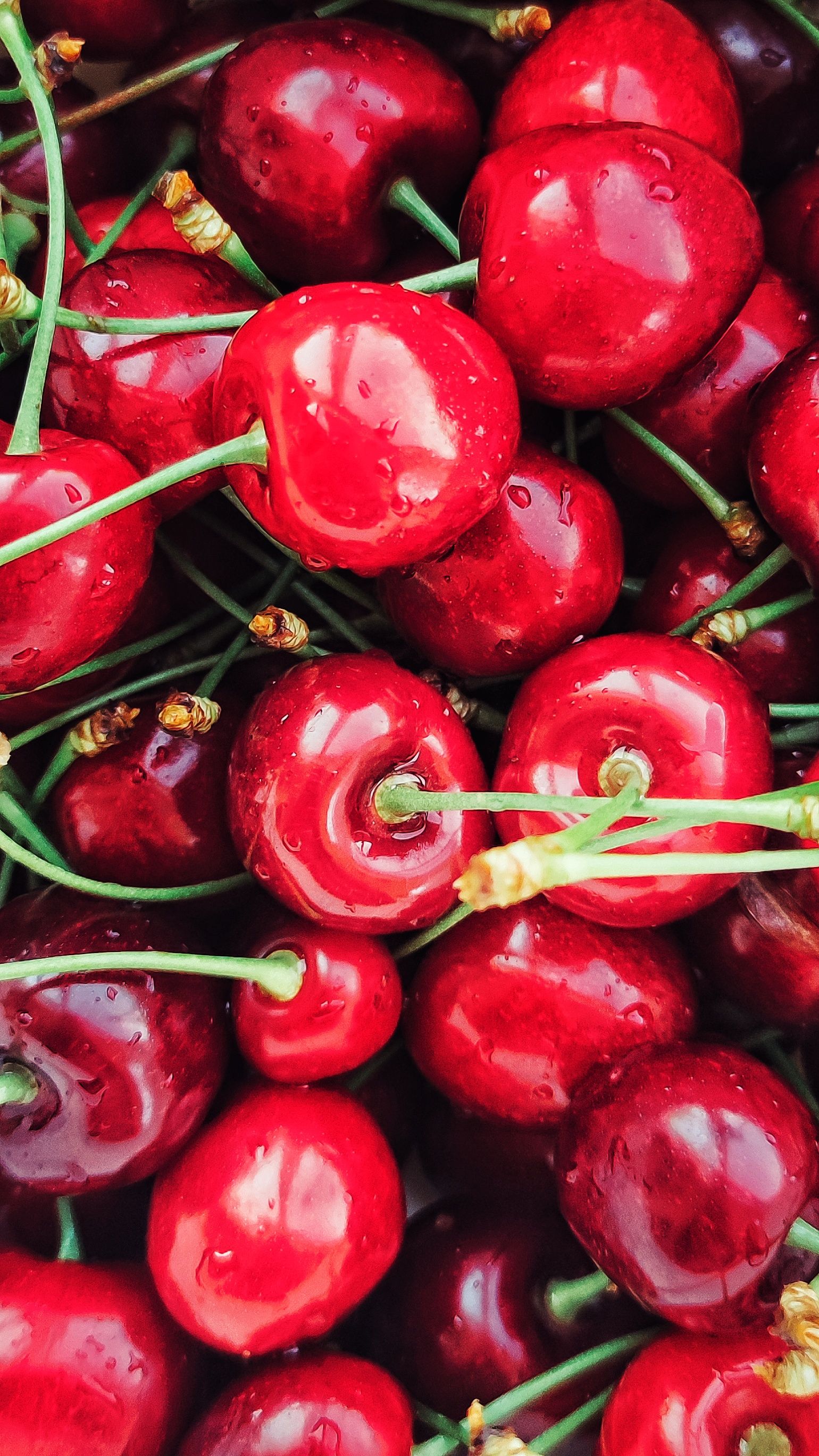 Close-up of fresh red cherries with water drops, highlighting their natural freshness and vibrant color.