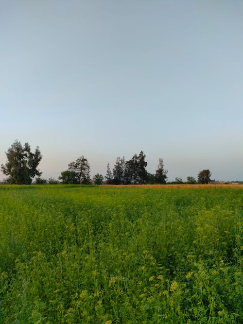 Rural Landscape of a Field and Trees