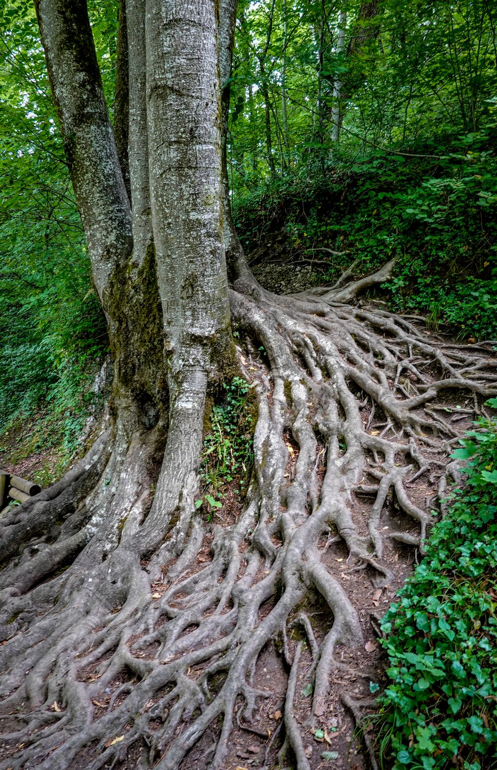 Thick and Multiple Roots on Forest Floor · Free Stock Photo