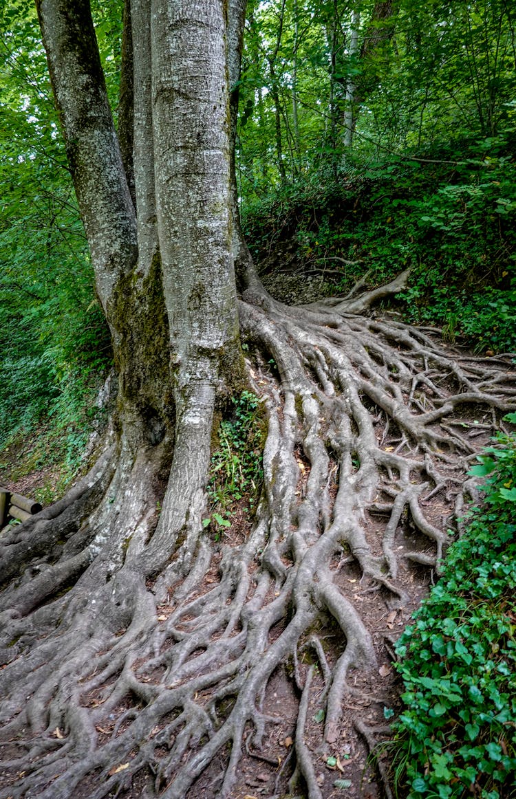 Thick And Multiple Roots On Forest Floor