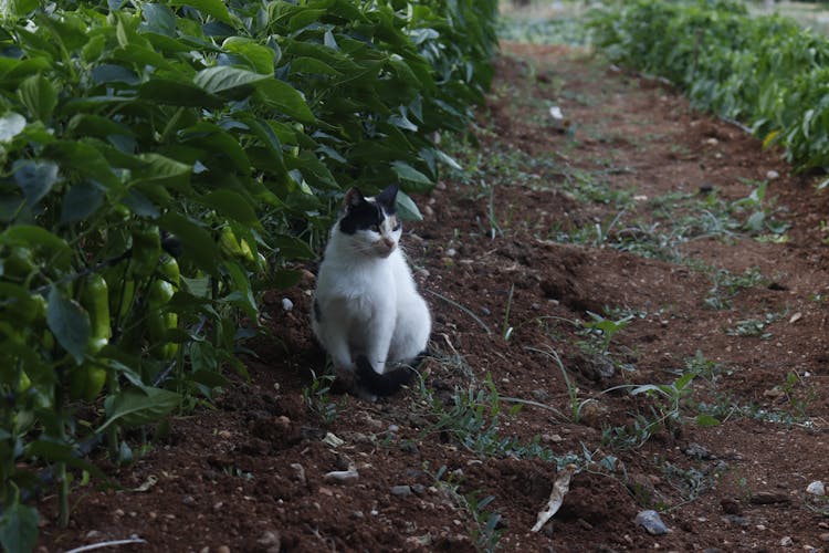 Cat In Vegetable Garden