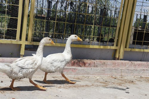 White Geese Near a Yellow Fence