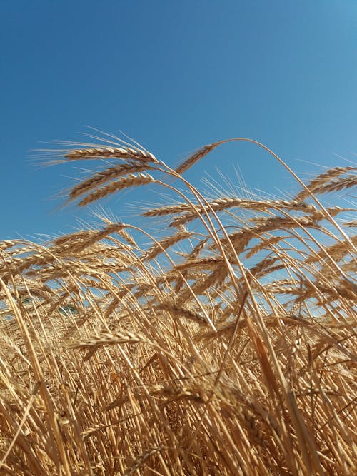 Fotobanka s bezplatnými fotkami na tému hnedá tráva, modrá obloha, naklíčená pšenica