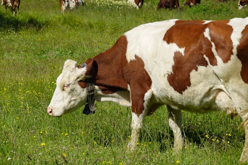Безкоштовне стокове фото на тему «корови, сільська місцевість, сільське господарство»