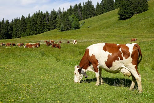 動物攝影, 吃草, 奶牛 的 免費圖庫相片