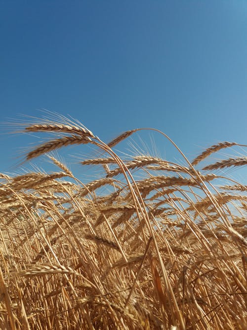 Fotobanka s bezplatnými fotkami na tému hnedá tráva, modrá obloha, naklíčená pšenica