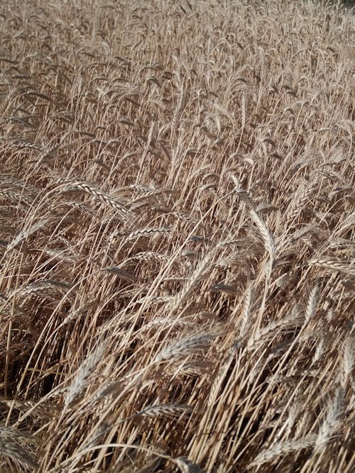 Бесплатное стоковое фото с вертикальный выстрел, колосья, коричневая трава