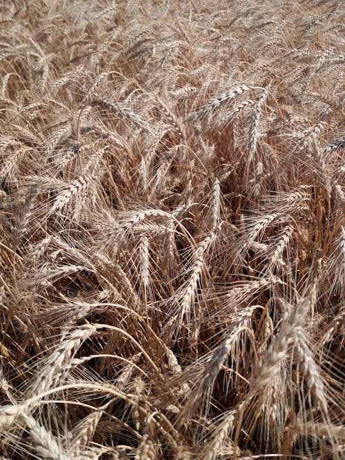 Immagine gratuita di campo di grano, erba di grano, erba marrone