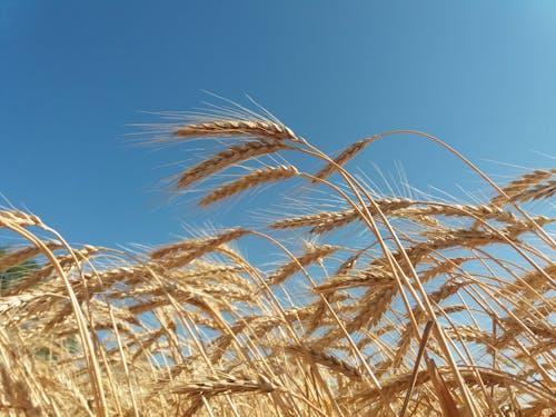 Brown Wheat Field Under Blue Sky