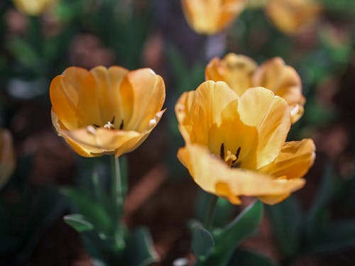 Close Up Photo of Yellow Garden Tulips in Bloom