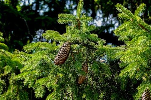 Free Norway Spruce Cones on a Fir Tree Stock Photo