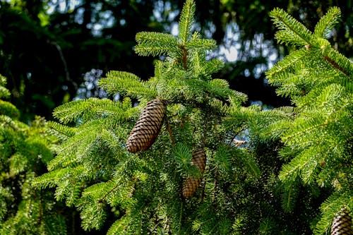 Norway Spruce Cones on a Fir Tree