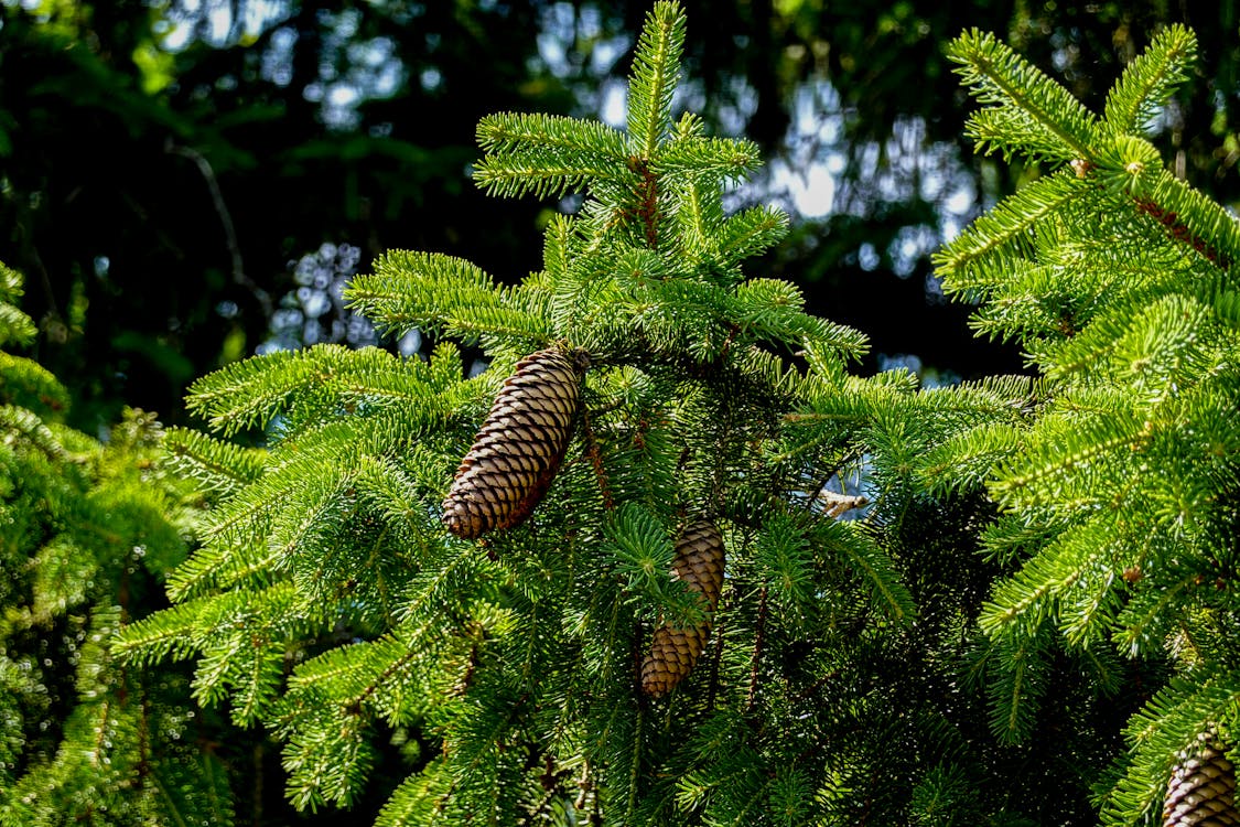 Norway Spruce Cones on a Fir Tree