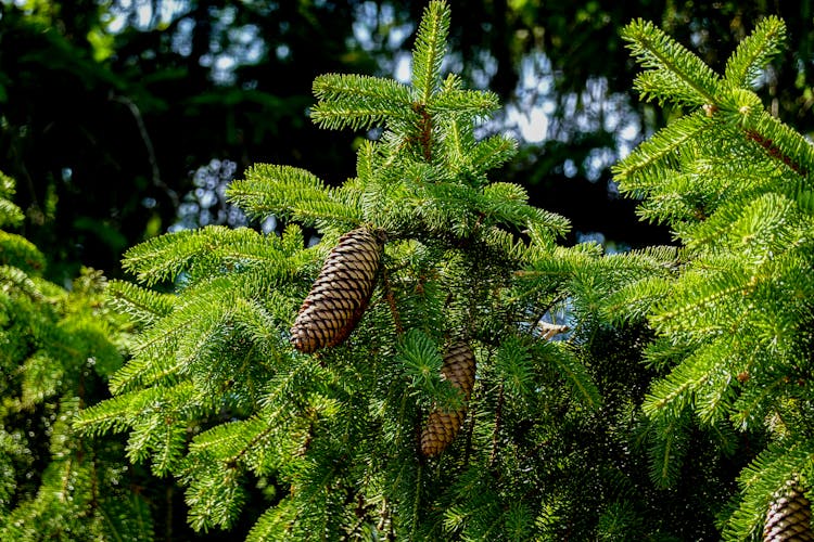 Norway Spruce Cones On A Fir Tree