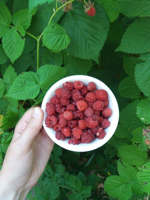 Free Bowl of ripe raspberries held in hand against lush green leaves. Stock Photo