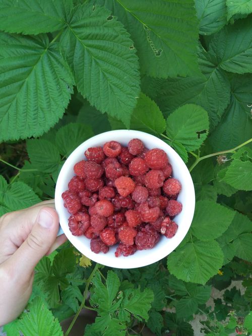 Free A vibrant top-view photo of fresh raspberries in a cup held against green leafy background. Stock Photo